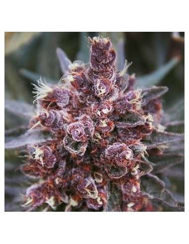 Ace Seeds - Violeta - 1