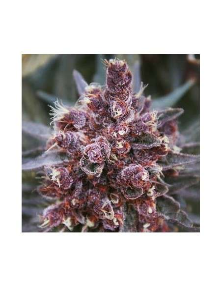 Ace Seeds - Violeta - 1