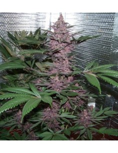 Ace Seeds - Violeta - 1 2