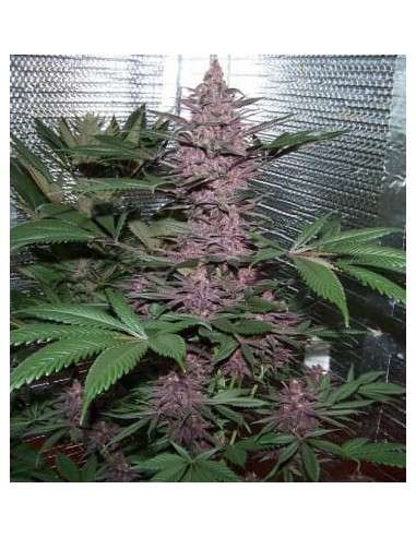 Ace Seeds - Violeta - 2