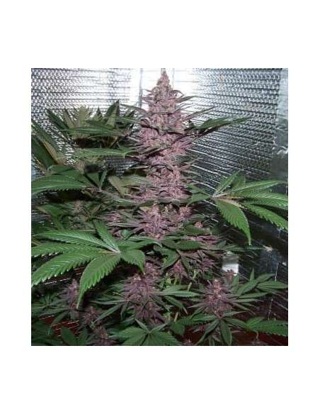 Ace Seeds - Violeta - 2