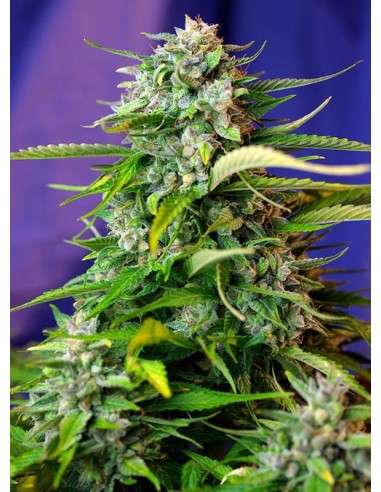 SWEET SEEDS - Jack 47 Auto - 1