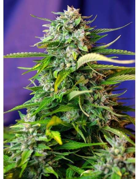SWEET SEEDS - Jack 47 Auto - 1