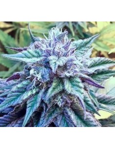 Ace Seeds - Kali China - 1