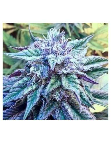 Ace Seeds - Kali China - 1