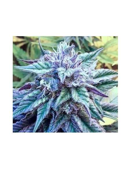Ace Seeds - Kali China - 1