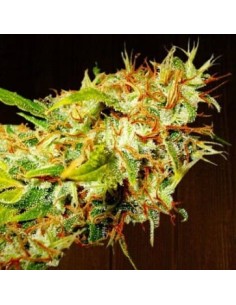 Ace Seeds - Zamaldelica - 1