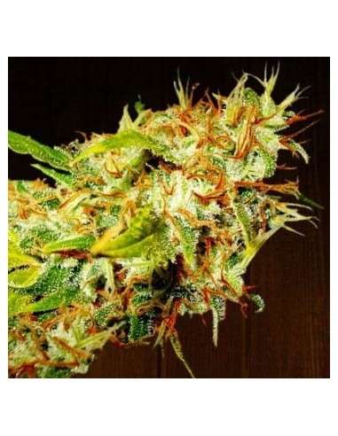 Ace Seeds - Zamaldelica - 1