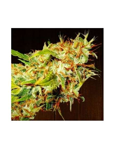 Ace Seeds - Zamaldelica - 1
