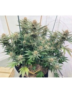 Ace Seeds - Zamaldelica - 1 2