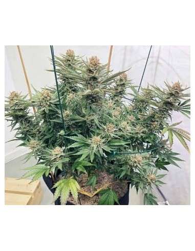 Ace Seeds - Zamaldelica - 2