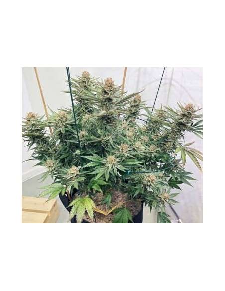Ace Seeds - Zamaldelica - 2