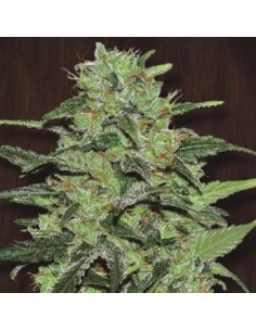 Ace Seeds - Malawi - 1