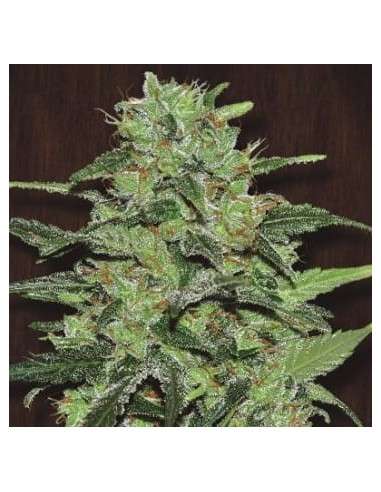 Ace Seeds - Malawi - 1