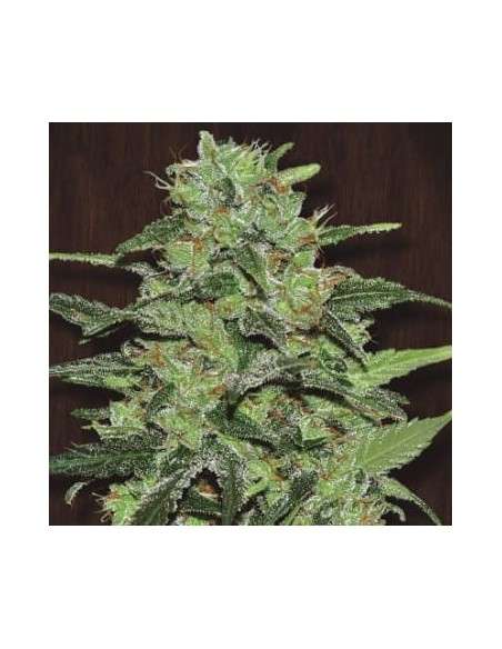 Ace Seeds - Malawi - 1