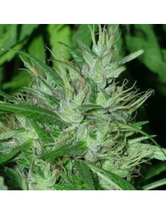 Ace Seeds - Congo - 1