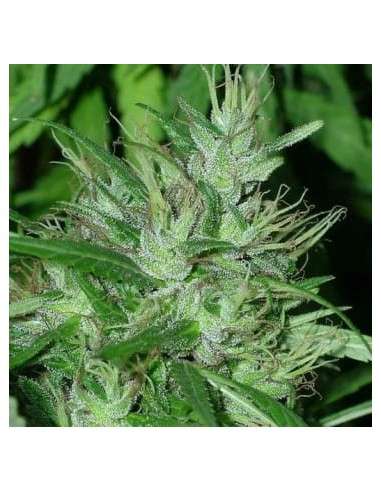 Ace Seeds - Congo - 1
