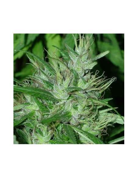 Ace Seeds - Congo - 1