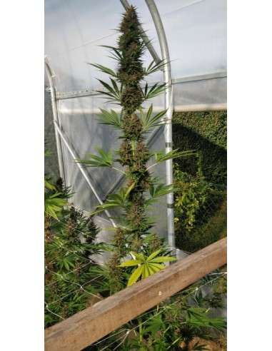 Ace Seeds - Congo - 2