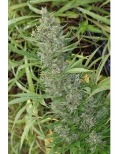 Ace Seeds - Orient Express - 1