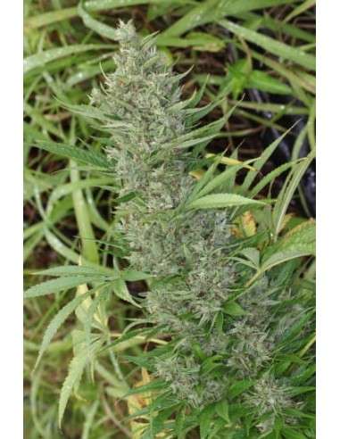 Ace Seeds - Orient Express - 1