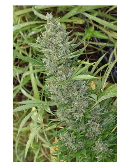 Ace Seeds - Orient Express - 1