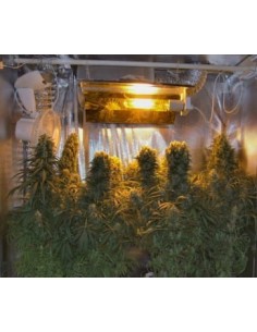 Ace Seeds - Orient Express - 1 2