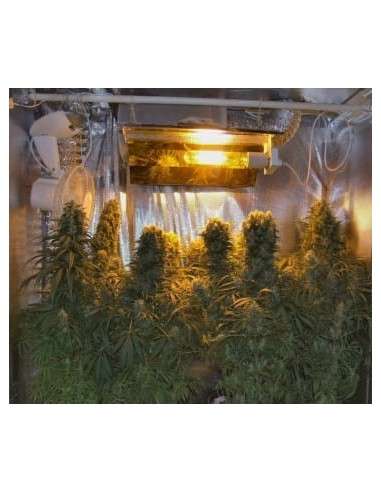 Ace Seeds - Orient Express - 2