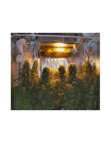 Ace Seeds - Orient Express - 2