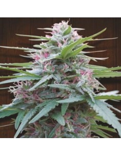 Ace Seeds - Panama - 1