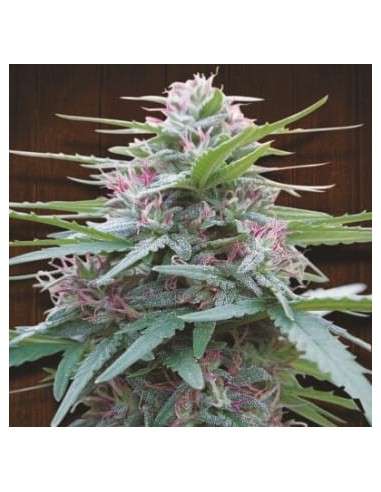 Ace Seeds - Panama - 1