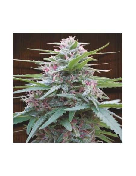 Ace Seeds - Panama - 1