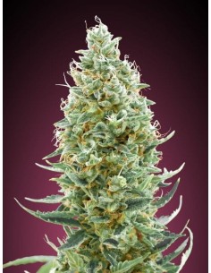 ADVANCED SEEDS - Amnesia FAST - 1