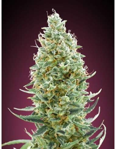 ADVANCED SEEDS - Amnesia FAST - 1