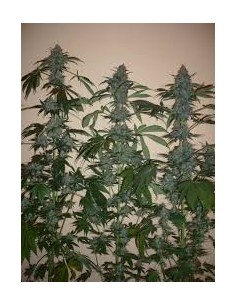 DUTCH PASSION - Euforia - 1 2