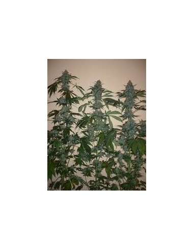 DUTCH PASSION - Euforia - 2