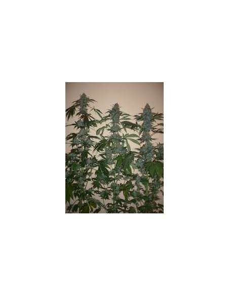 DUTCH PASSION - Euforia - 2