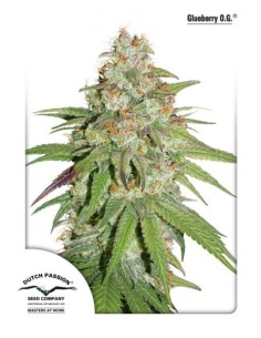 -50% DUTCH PASSION - Glueberry O.G. 5szt - 1