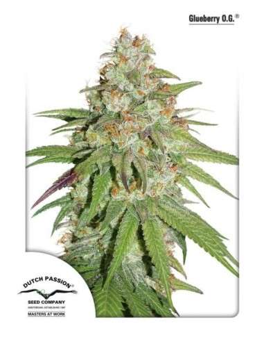 -50% DUTCH PASSION - Glueberry O.G. 5szt - 1