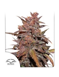 DUTCH PASSION - CBD Blackberry Kush Auto - 1