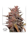 -50% DUTCH PASSION - CBD Blackberry Kush Auto 7szt - 1