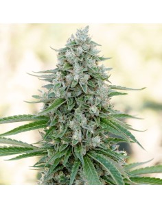 Silent Seeds - Critical Mango - 1