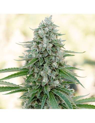 Silent Seeds - Critical Mango - 1
