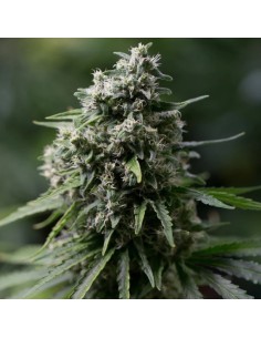 Silent Seeds - Cricital + 2.0 - 1