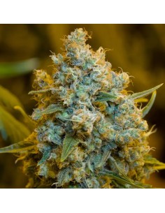 Silent Seeds - Critical Jack - 1