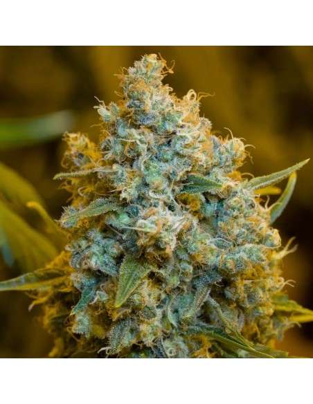 Silent Seeds - Critical Jack - 1