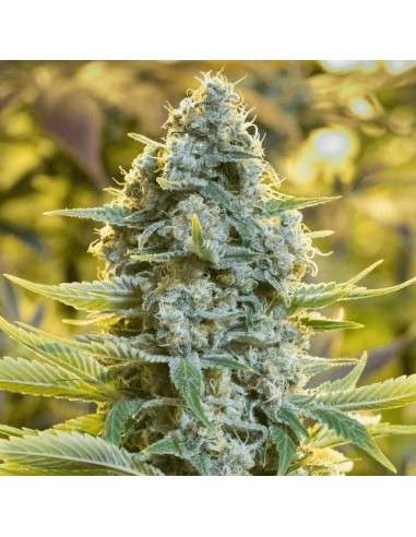 Silent Seeds - Moby Dick - 1