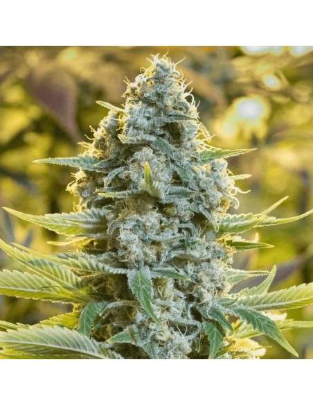 Silent Seeds - Moby Dick - 1