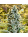 Silent Seeds - Moby Dick - 1