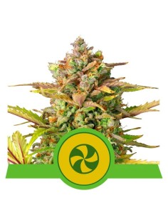 ROYAL QUEEN SEEDS - Sweet ZZ Auto - 1
